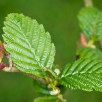 Red Alder